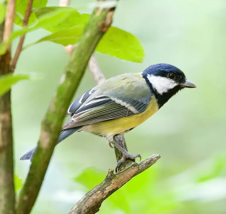 A great tit stands on a branch in a leafy backdrop
