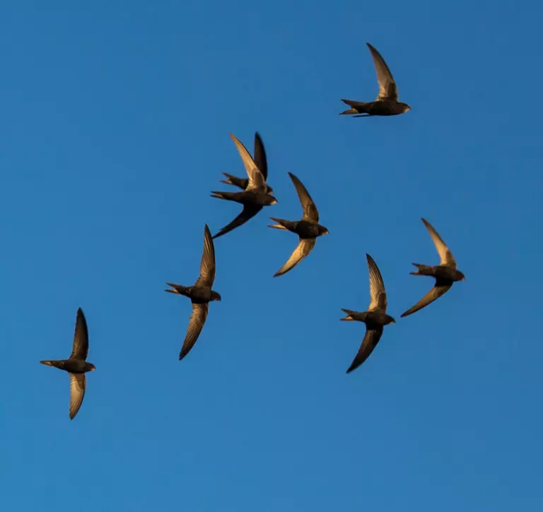 A group of swifts flying
