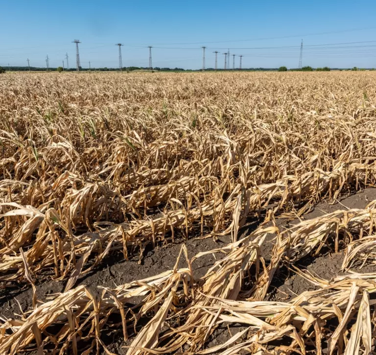Crops during a drought