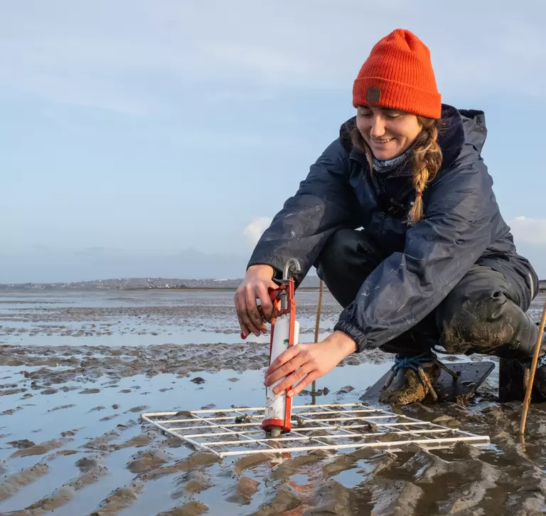 Woman using a modified sealant gun to plant seagrass seeds