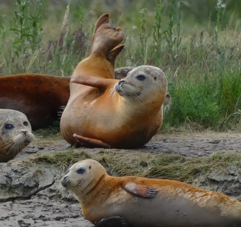 Common seals resting on the edge of the Thames