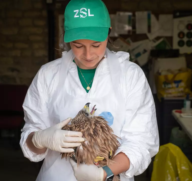 ZSL conservationist with red kite