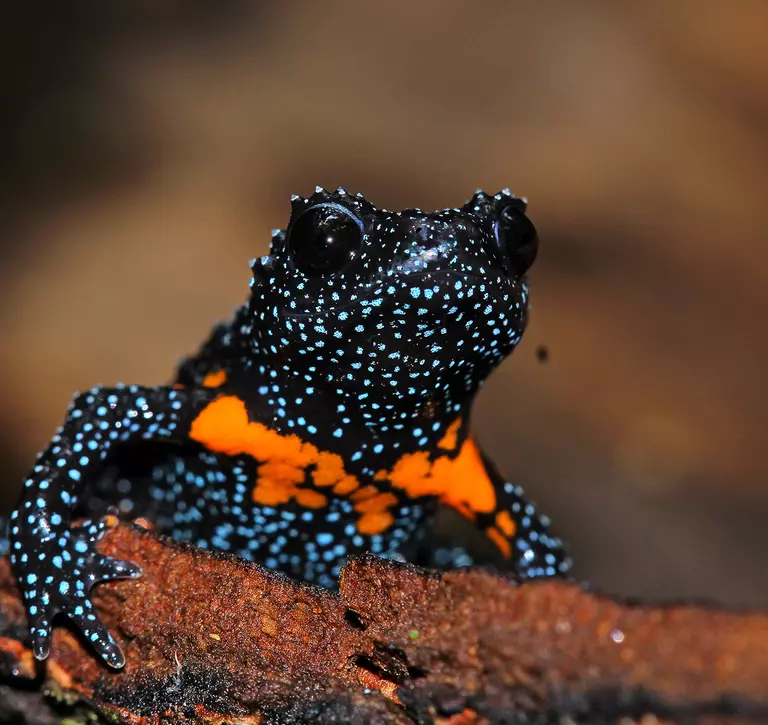 Black, blue and orange frog