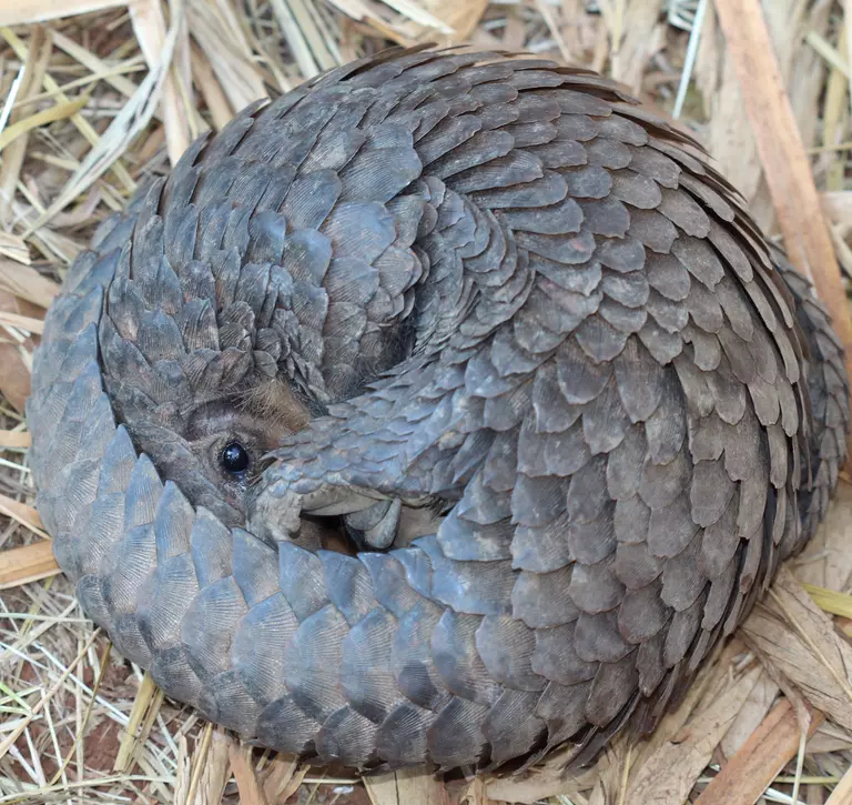 Please support pangolins. Pangolin curled up in a ball.