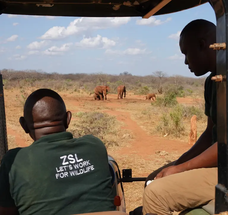 ZSL Kenya conservationists watching elephants