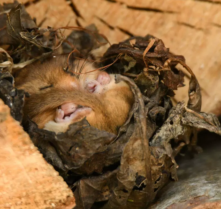 Hazel dormouse sleeping in nest 