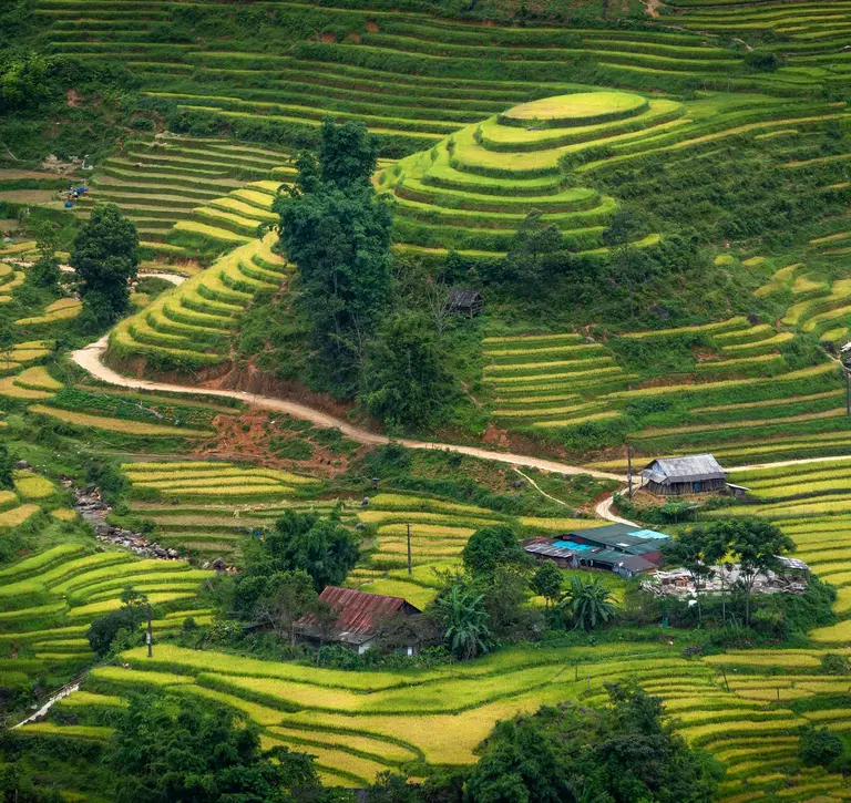 Rice fields in Hoang Lien Son mountain range