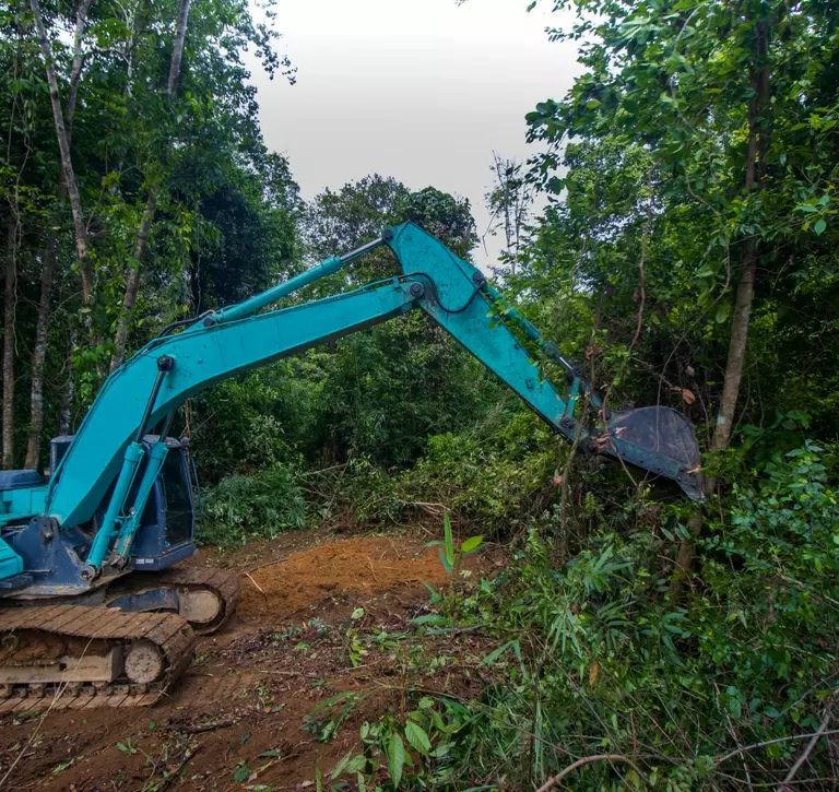 Deforestation for palm oil plantation, will EUDR reduce deforestation?