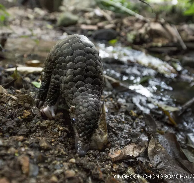 Baby pangolin on muddy forest floor