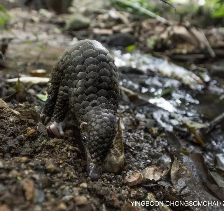 Why are pangolins endangered? | The Zoological Society of London