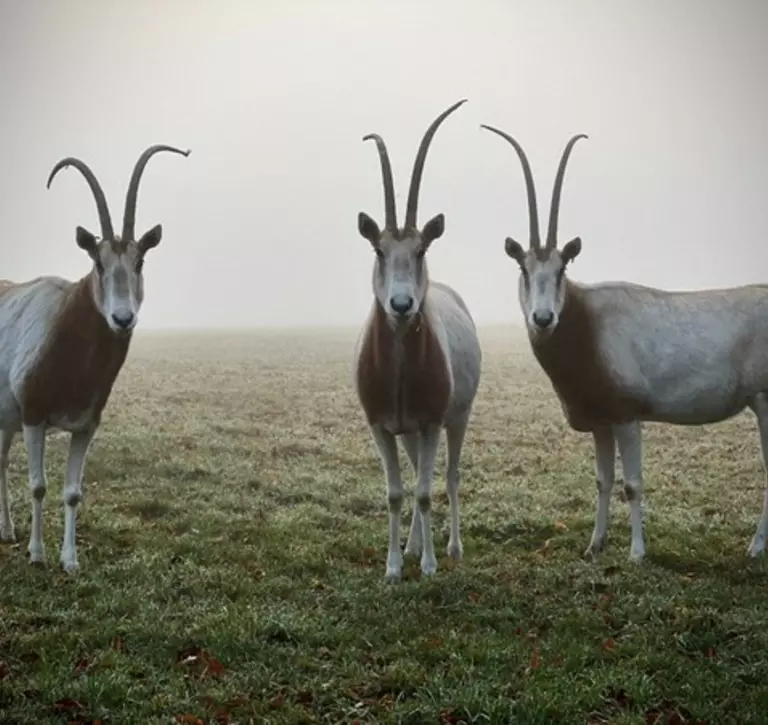 Three Scimitar horned oryx 