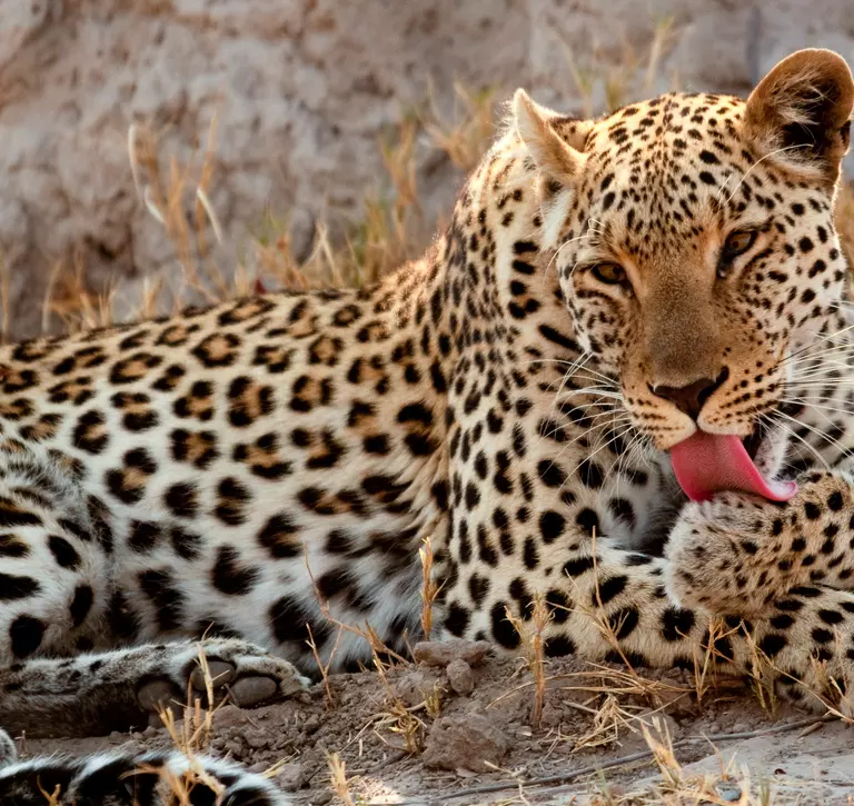 African leopard grooming in Linyanti, Botswana