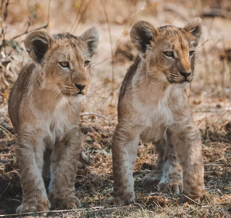 Two lion cubs standing next to each other