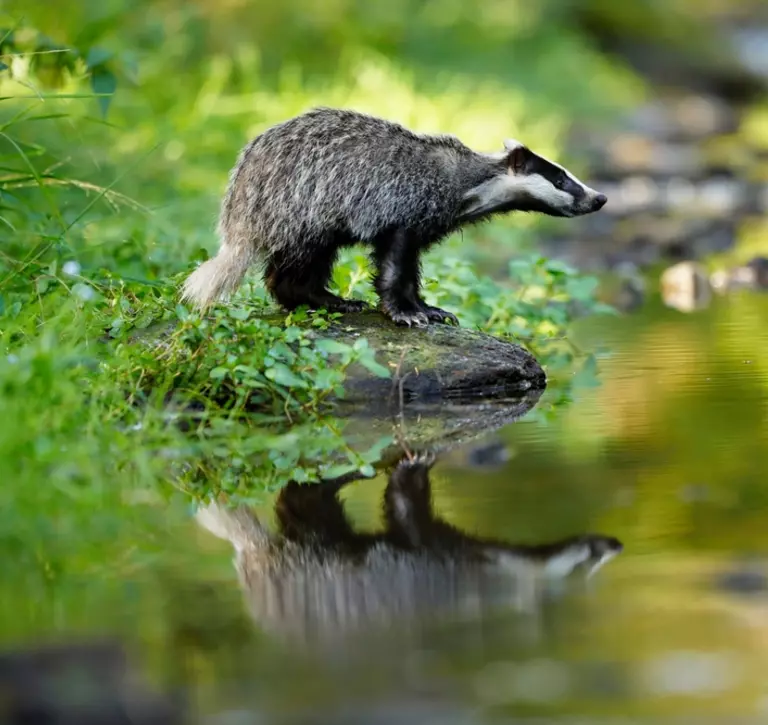 badger standing on the edge of a stream