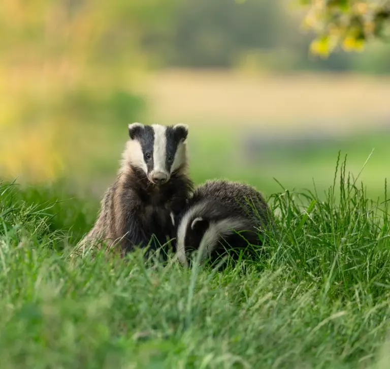 young badgers exploring a grassy field
