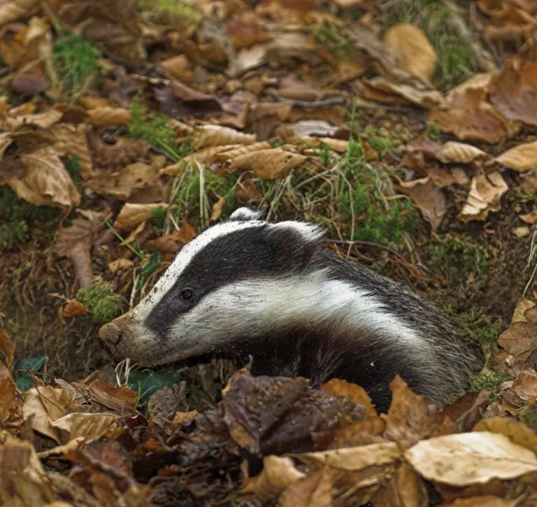 Badger coming out of its set in a leafy woodland