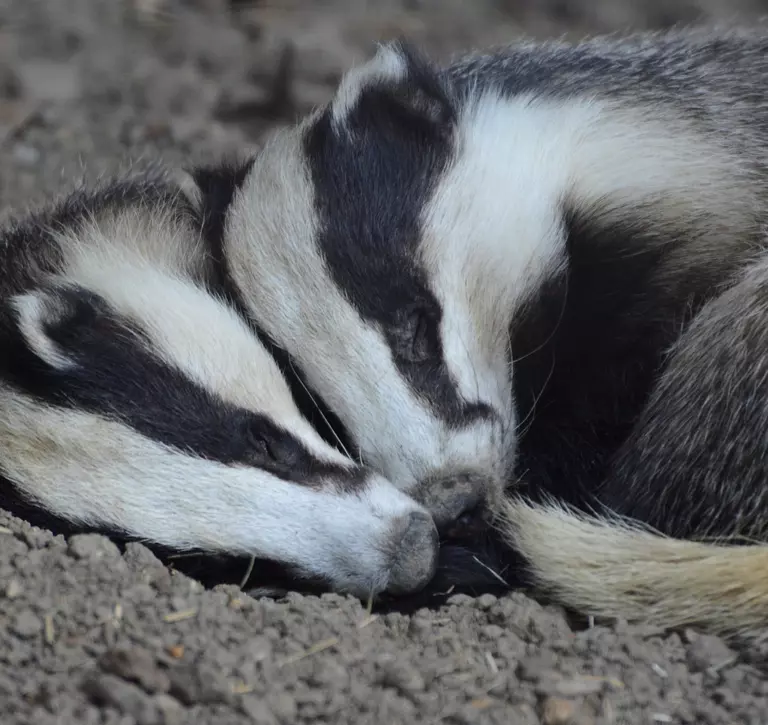 two badger sleeping curled up next to each other