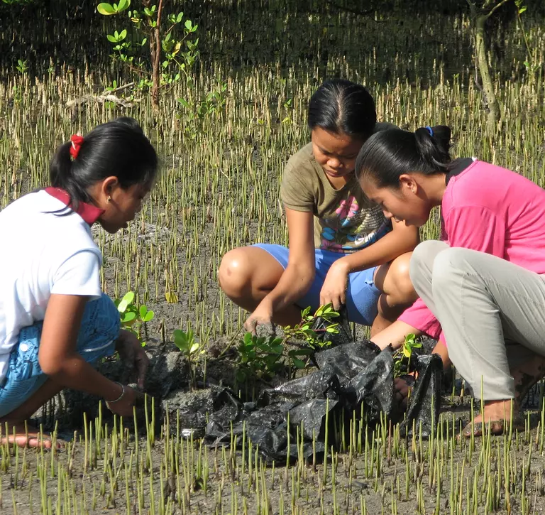 Mangrove planting in the Phillipines 