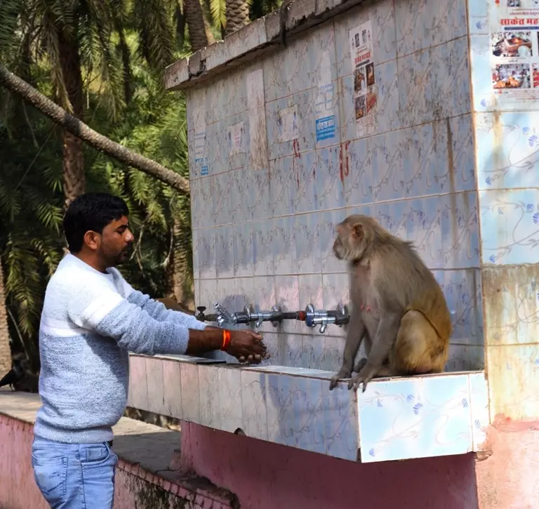 Human-Wildlife Interface demonstrated at Hindu temple 