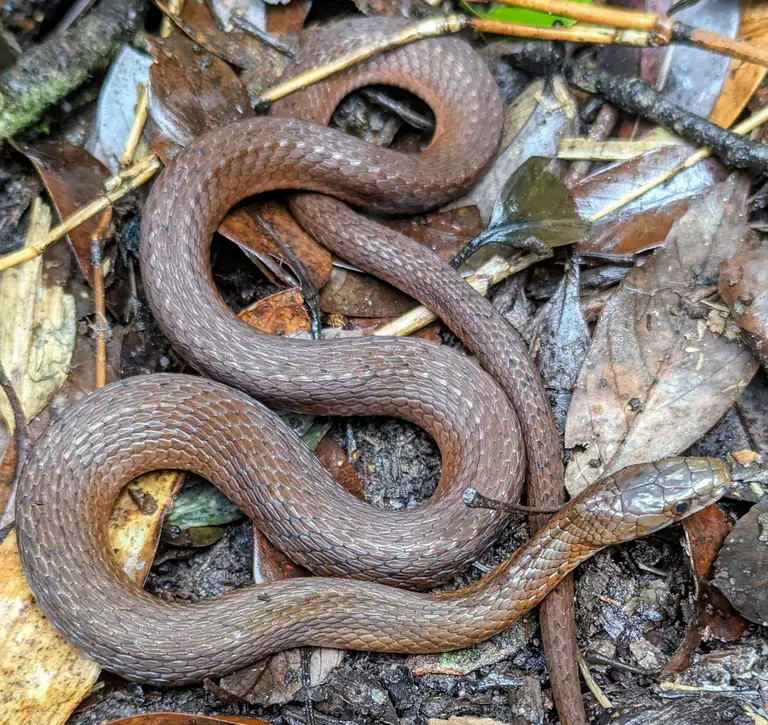 H’mong keelback, Rhabdophis hmongorum