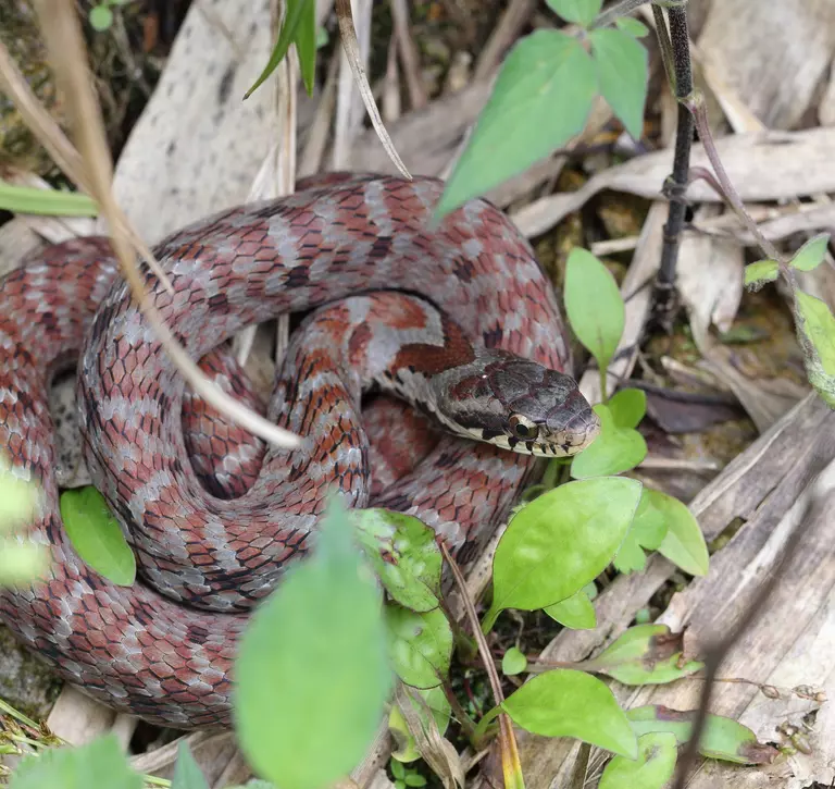 Chinese bamboo snake, Pseudoxenodon karlschmidti