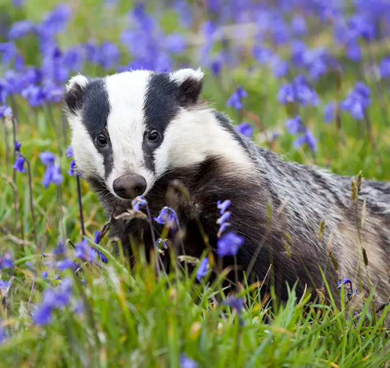 Badger in a field