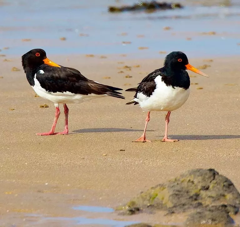 Pair of oyster catchers stand on a beach