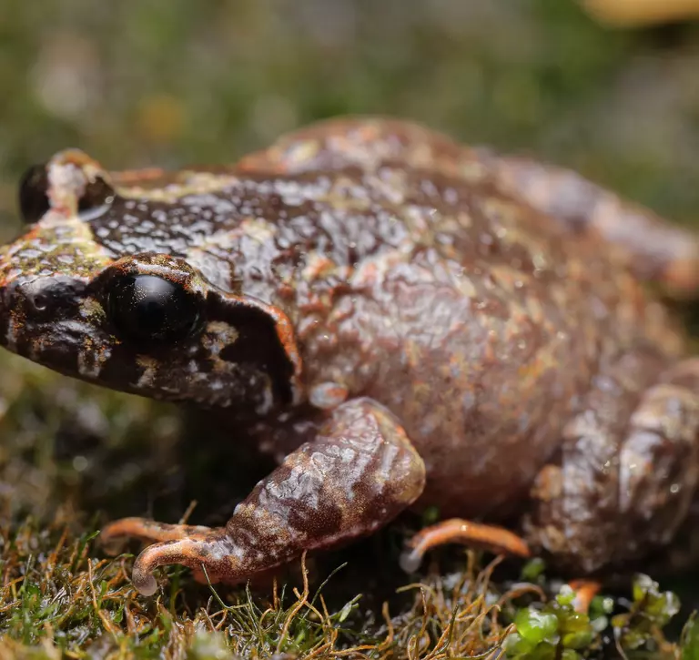 Botsford's leaf-litter frog (Leptobrachella botsfordi)