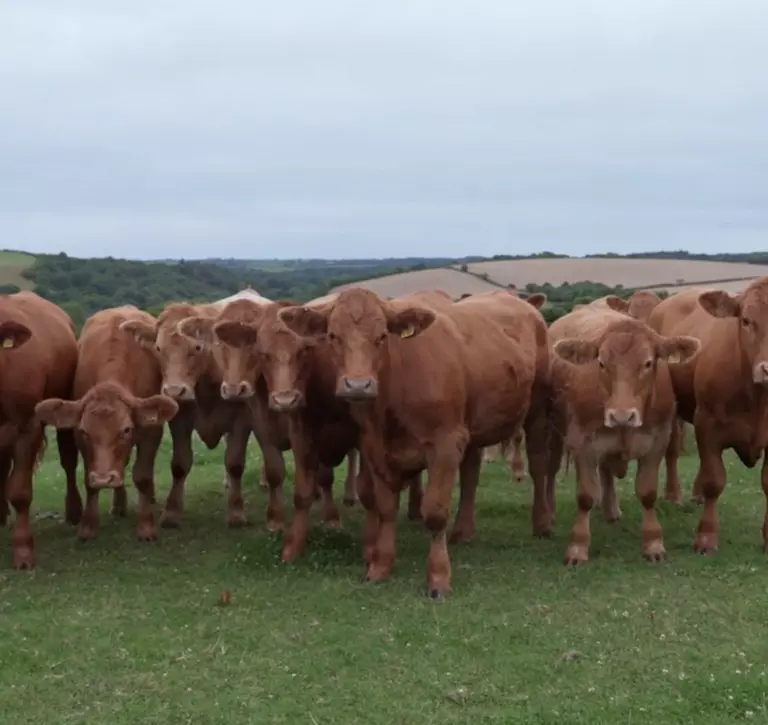 Herd of cattle looking at camera