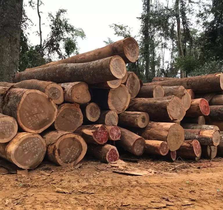Logging in Cameroon