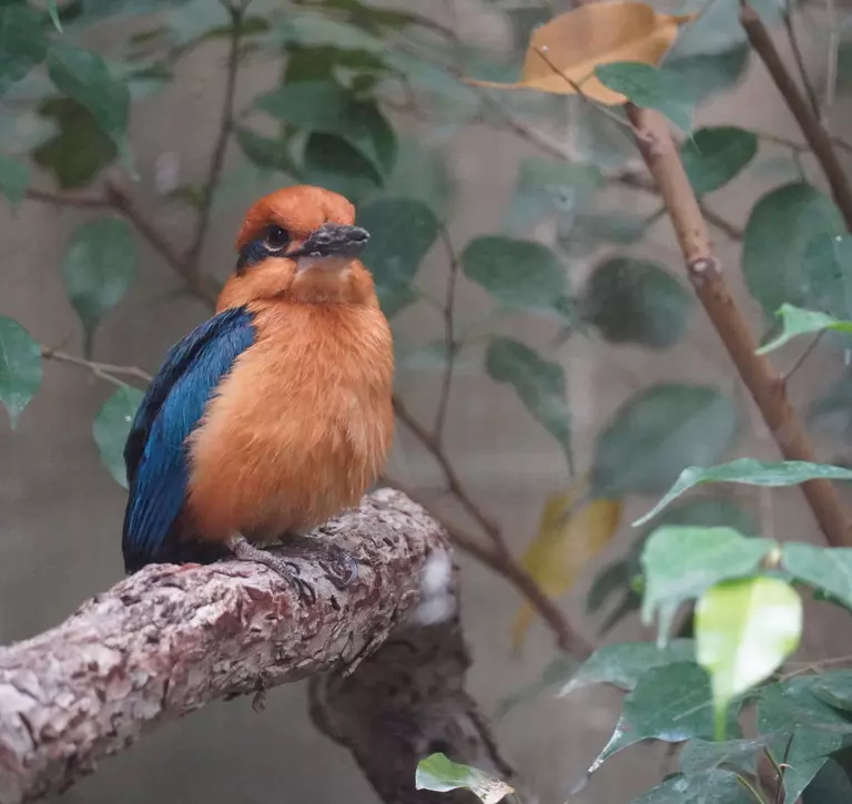 Orange and blue bird on branch