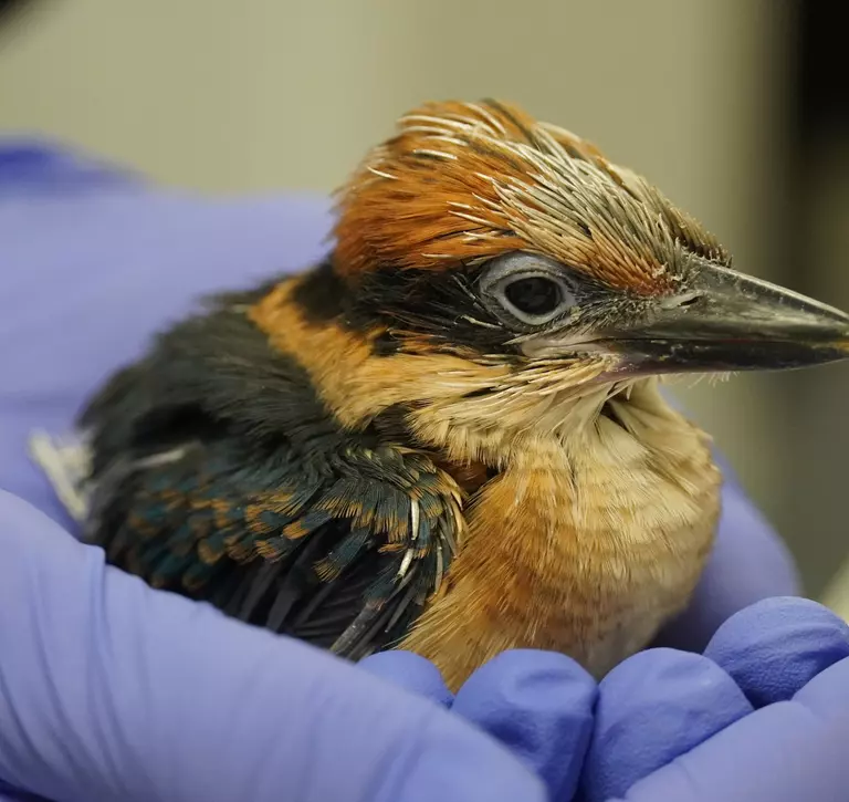 Extinct in the Wild Guam Kingfisher chick