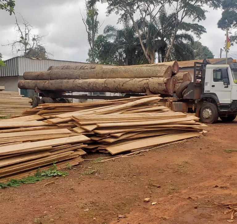 Logging in Cameroon