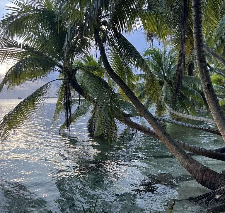 Palm trees in water