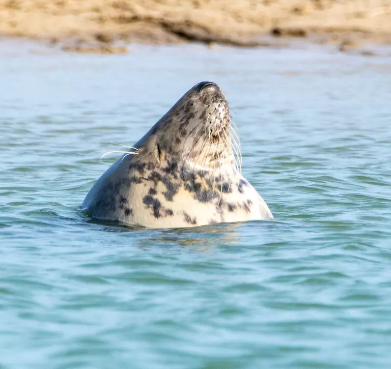 Swimming seal spotted during Thames seal survey