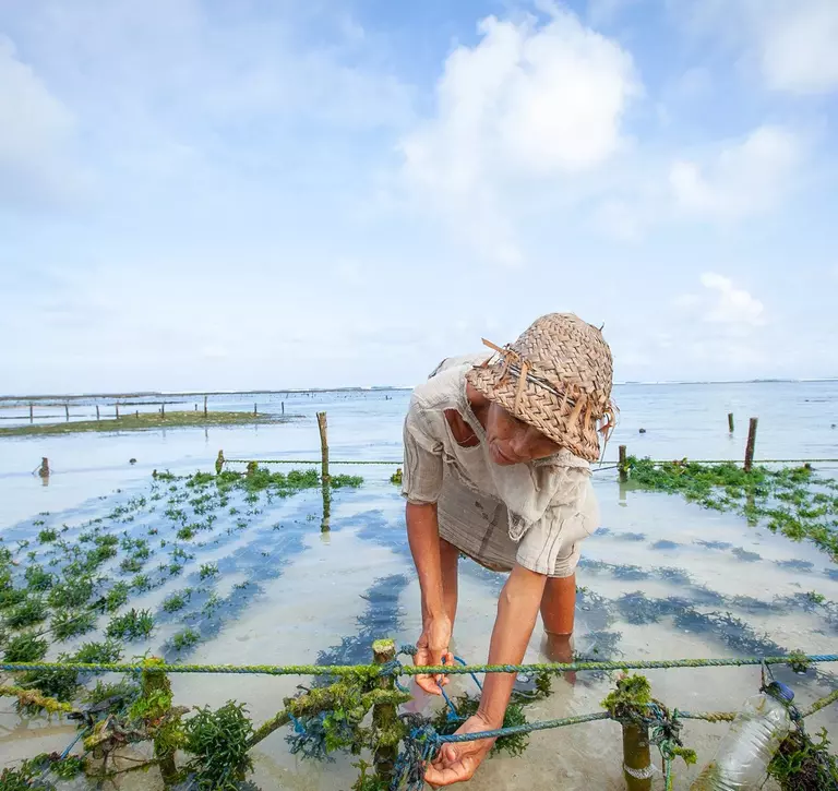 Sustainable seaweed farming