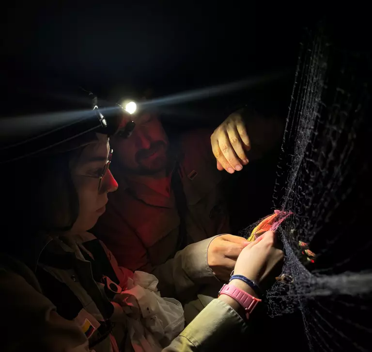 Two people investigating a bat caught in a net