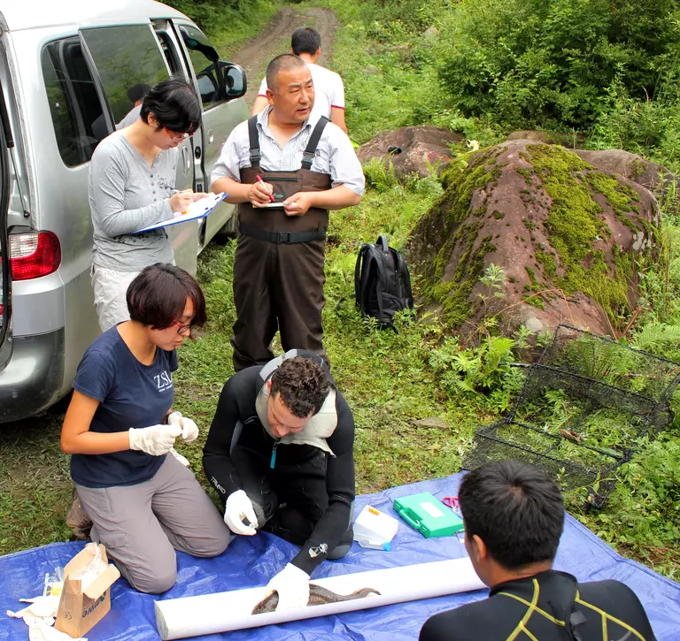 ZSL EDGE Fellows supporting Curator of Amphibians Ben Tapley taking pathogen samples from a Chinese giant salamander in Shaanxi