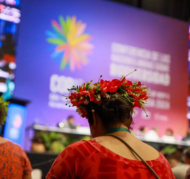 Back of woman's head wearing headdress looking at a screen