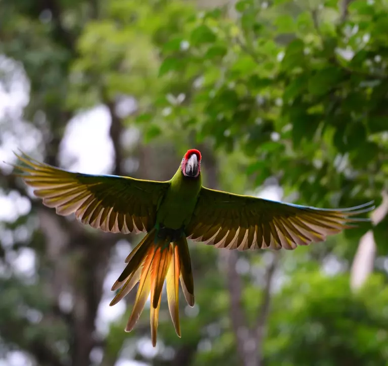 Great Green Macaw in flight