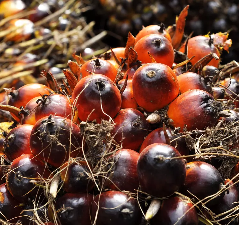 Close-up image of palm oil