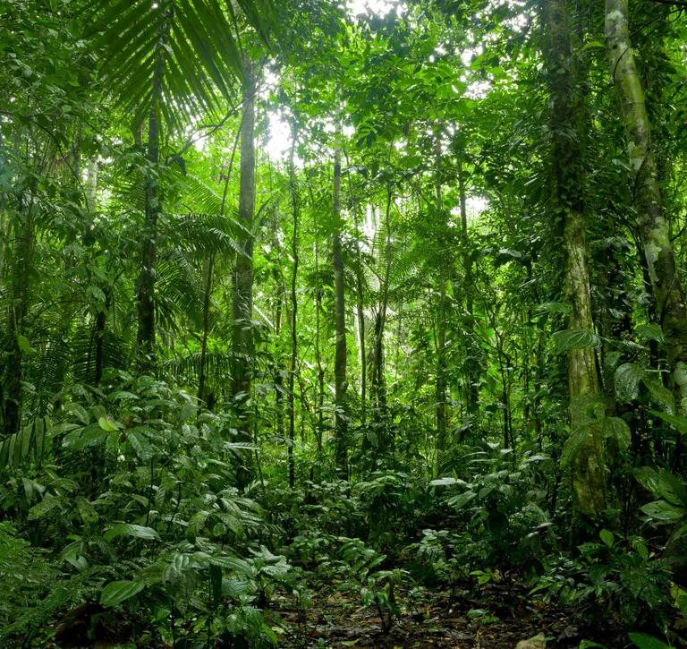 Forest