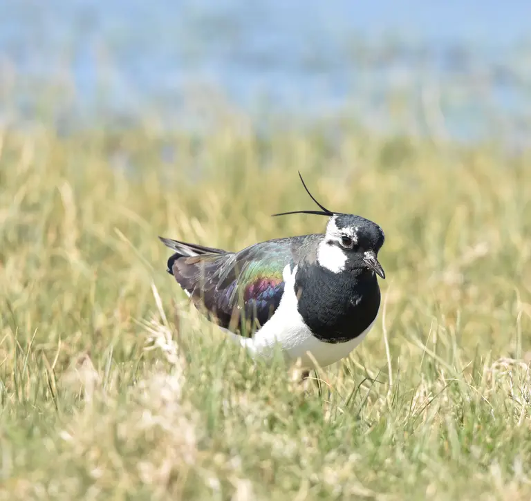 Lapwing in native habitat