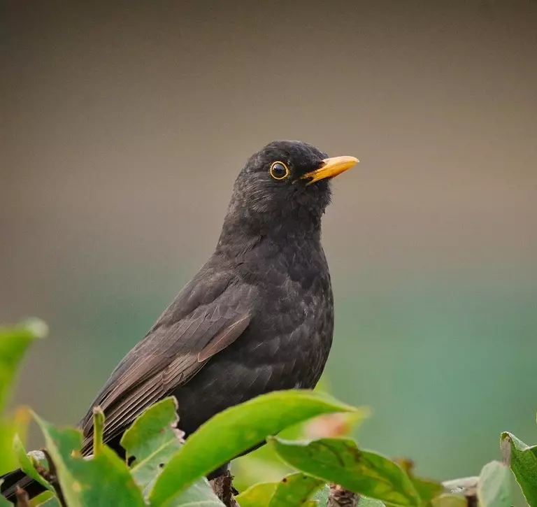 blackbird