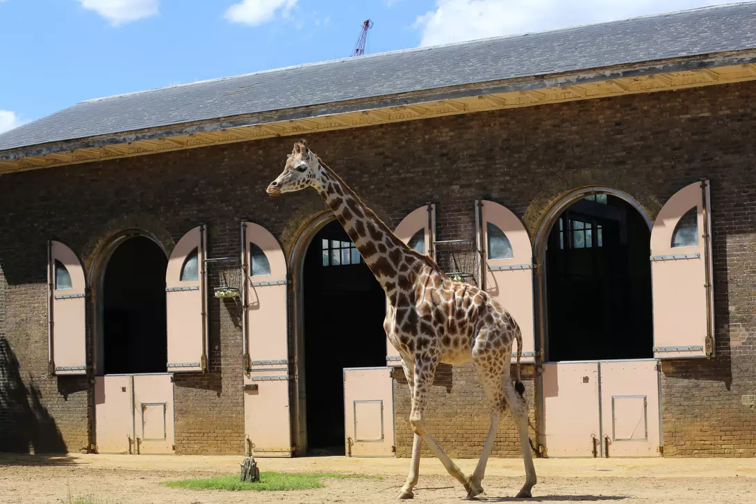Giraffe walking in front of house