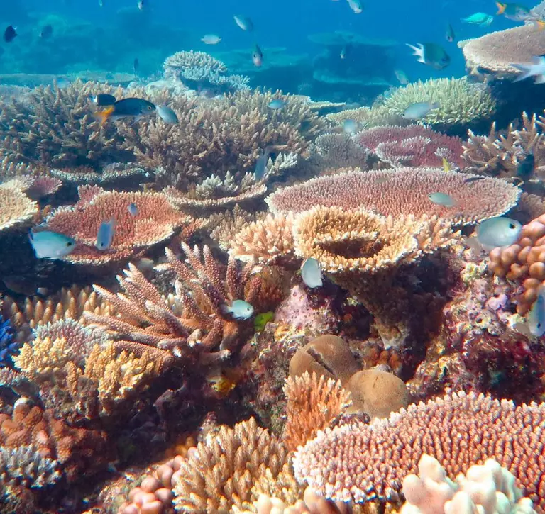 Coral reef with corals and fish