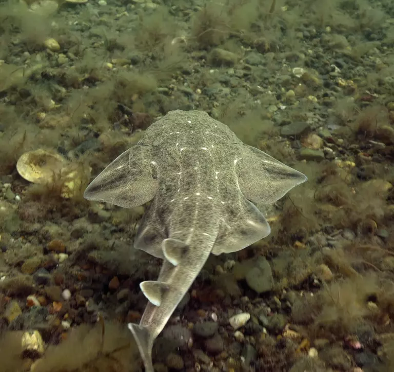 Angelshark in Cardigan Bay