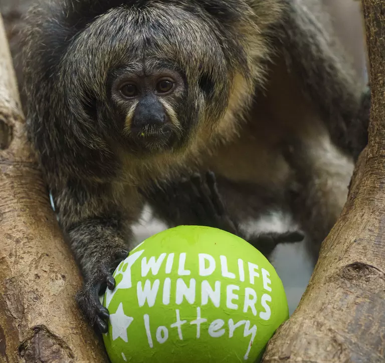 ZSL's Wildlife Winners Lottery