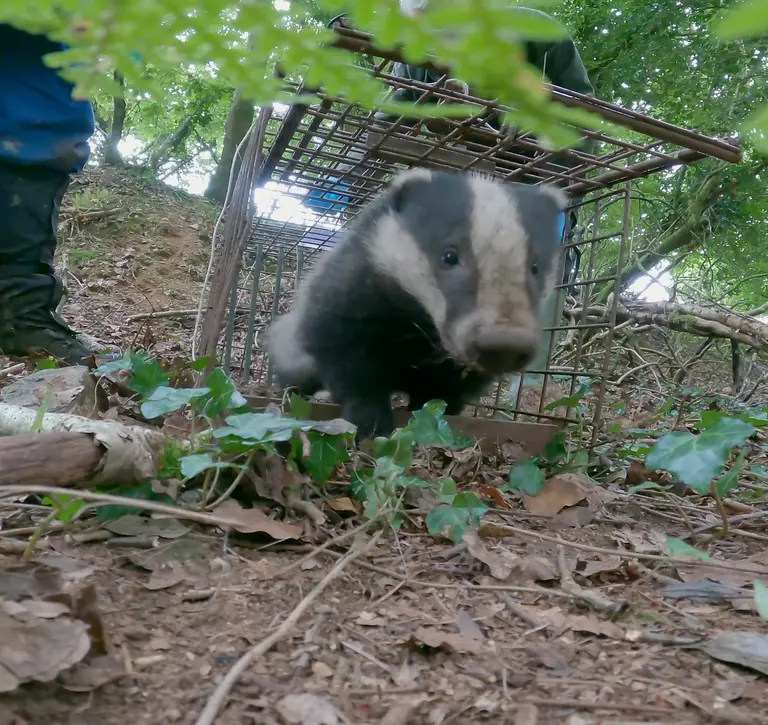 Badger being released post vaccination
