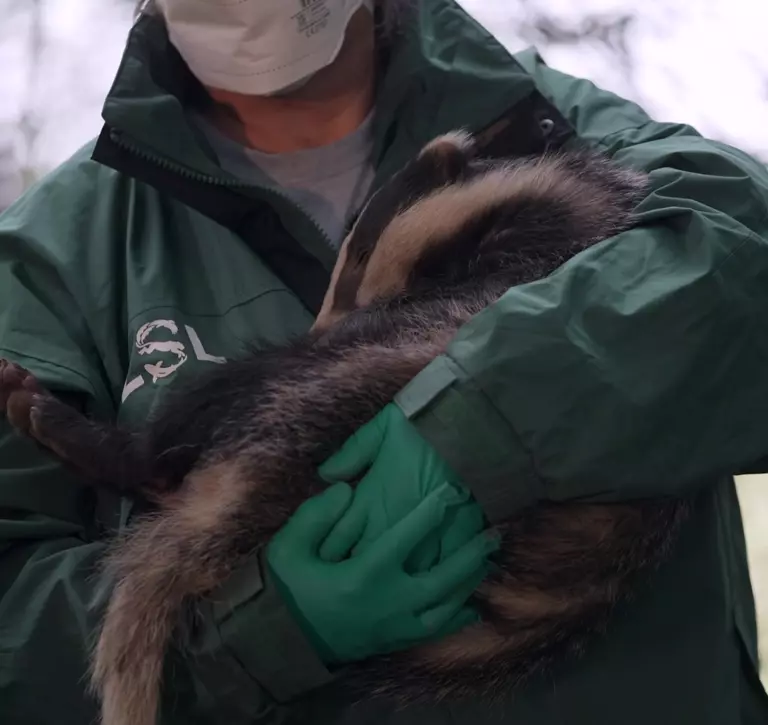 Farmer-led project on badger vaccinations begins | The Zoological ...
